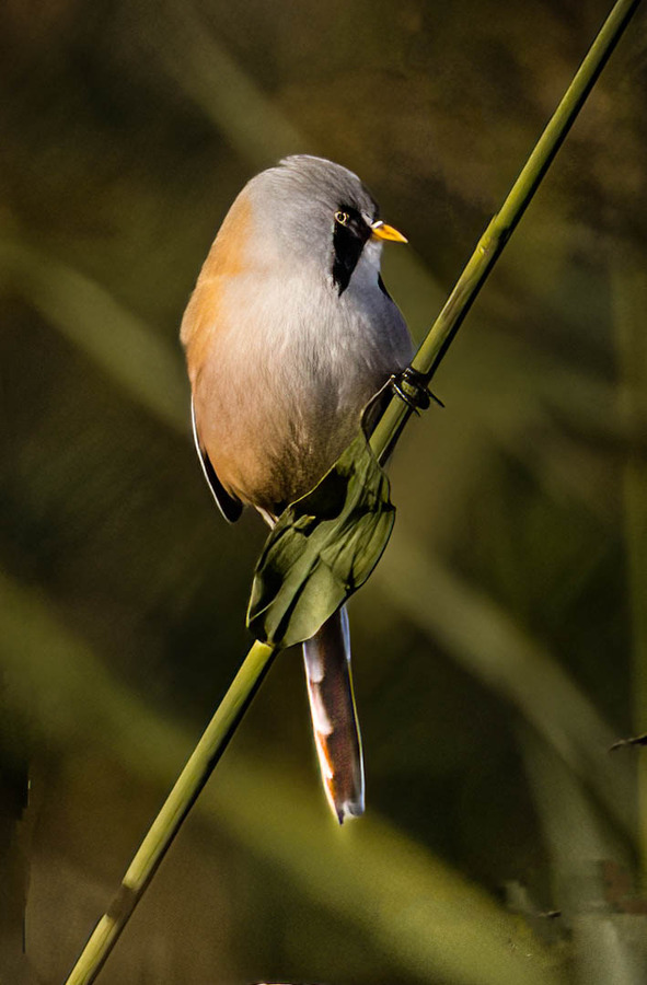 Bearded Tit, Robert Fish